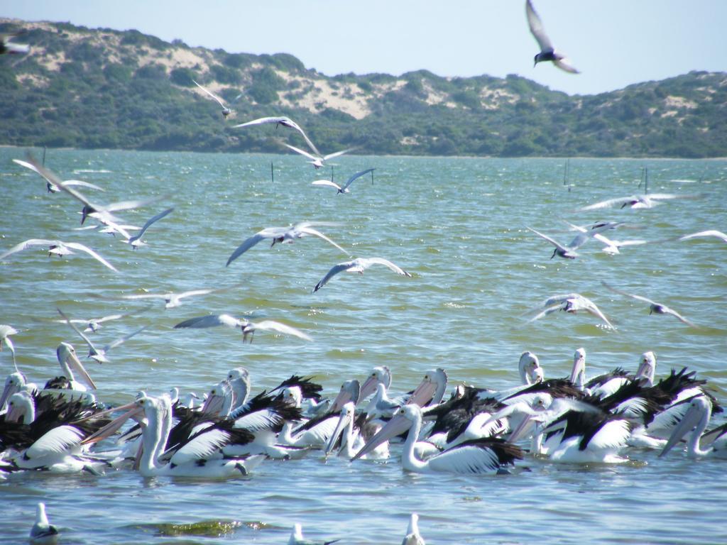 Coorong Waterfront Retreat Villa Meningie Ngoại thất bức ảnh